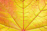 Kunstwerk Ahorn Herbstblatt