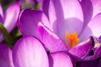 Ein sehr kleines Blümchen