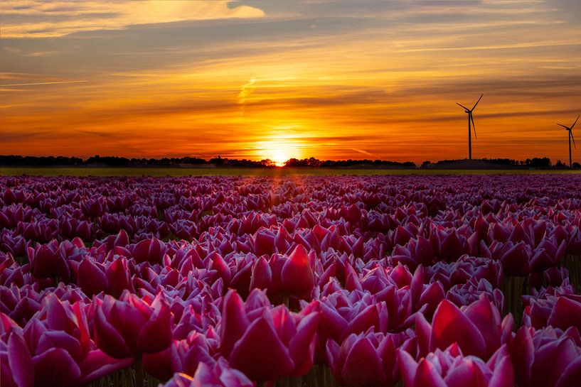Tulpenfelder, Blumenzwiebelfelder in den Niederlanden bei Sonnenuntergang von Gert Hilbink