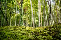 Bambuswald in Kyoto, Japan