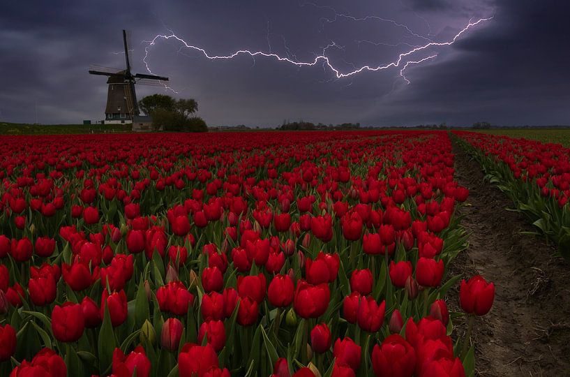 Tulpenblitz in der Mühle &quot;Berkmeer&quot; von peterheinspictures