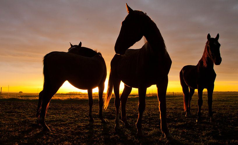 Pferde von Anne Koop