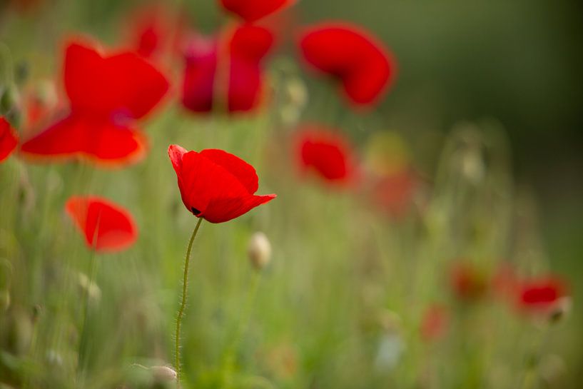 Klaproos van Caroline van der Vecht