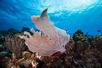 Belle Gorgonie Curaçao