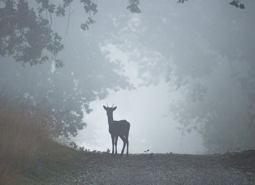 Silhouette de cerf par Harm Roseboom