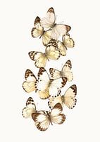 Rariteitenkabinet_Vlinder_01