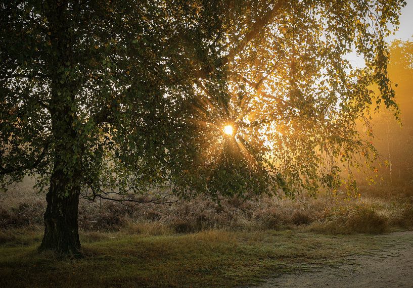 Beautiful atmospheric sunny morning on the moors by Eefje John