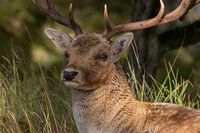 Schöne Fotografie von Tieren in den Niederlanden