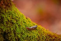 Schnecke auf dem Moos