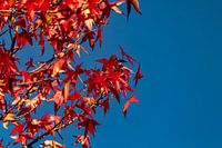 Zweige eines Rotahorns