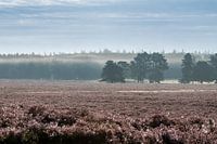 Blooming heather with morning mist