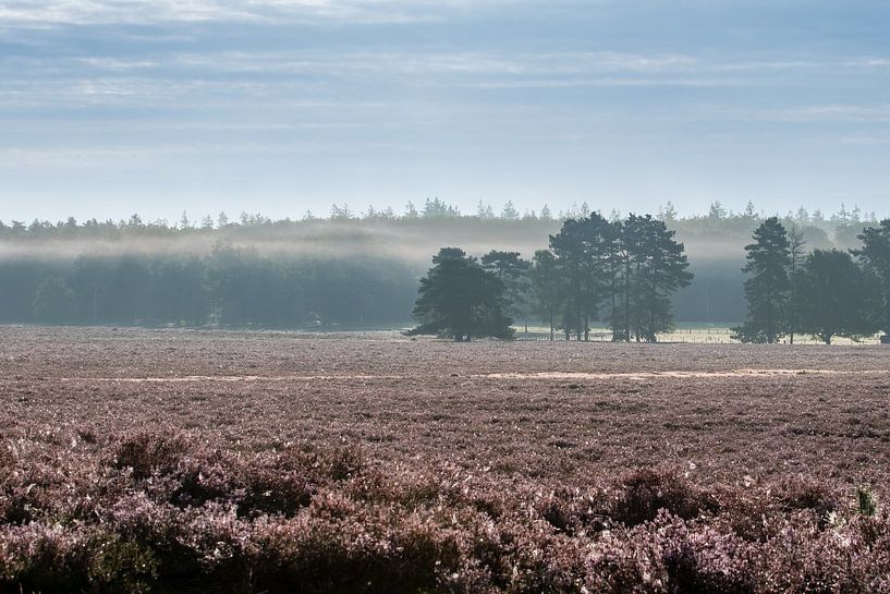 Blooming heather with morning mist by Diantha Risiglione