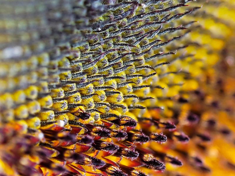 Sonnenblumenkern von Philippos Kloukas