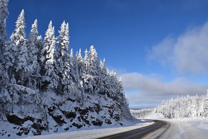 An icy forest after the storm by Claude Laprise