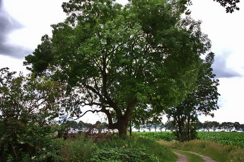 Bäume 2 von Edgar Schermaul