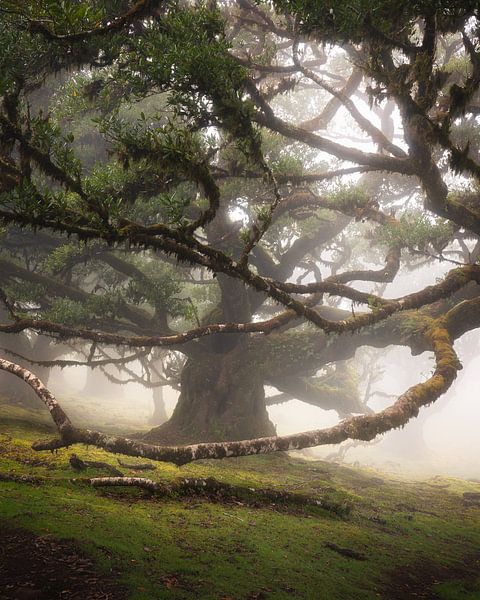 Arbre à enroulement par Arda Acar