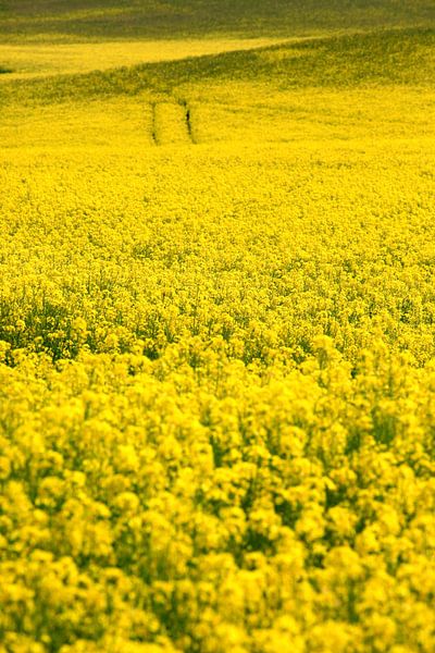 Rapsfeld von Thomas Jäger