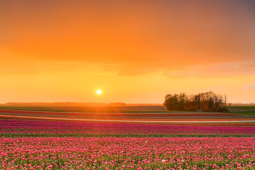 Sonnenuntergang in einem Tulpenfeld von Michael Valjak