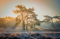 Hoorneboegseheide Hilversum