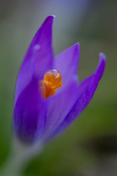 Tropfen auf Krokus von @Unique