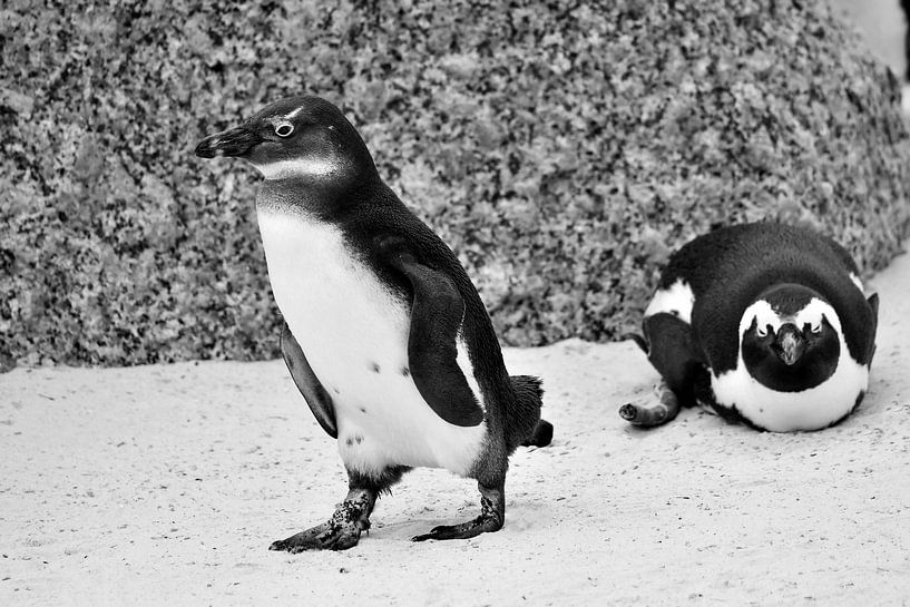 Schwarzfußpinguine am Boulders Beach bei Kapstadt, Südafrika von Truus Hagen