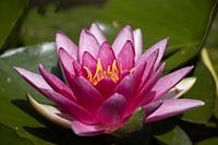 Waterlily pink with yellow