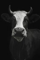 Kuhporträt in Schwarz-Weiß