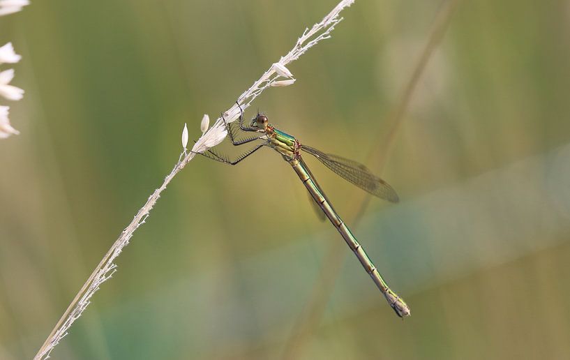 Gemeine Binsenjungfer von Matthias Brix
