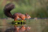 Eichhörnchen im Wasser