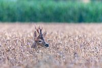 Chevreuil en train de manger