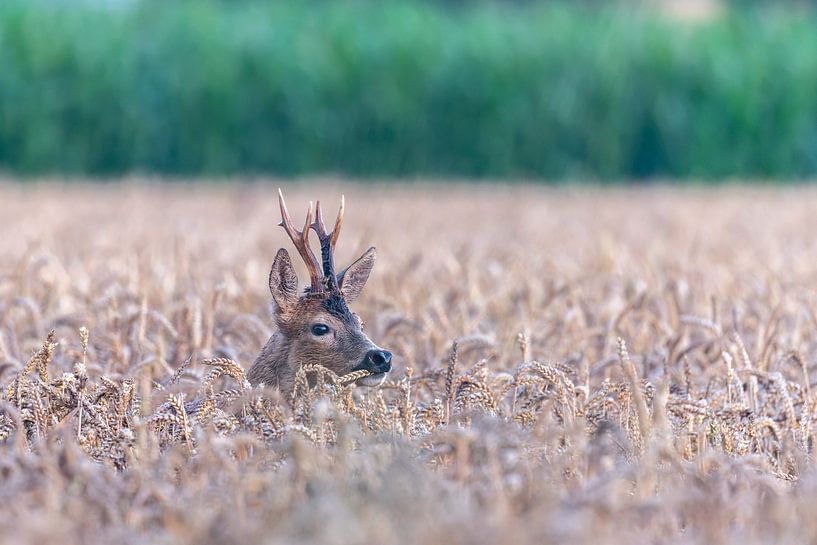 Reebok eating by Sven Scraeyen