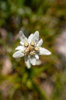 Edelweiss in South Tyrol