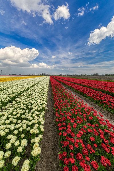 Rote und weiße Tulpen im archäologischen Wald von peterheinspictures