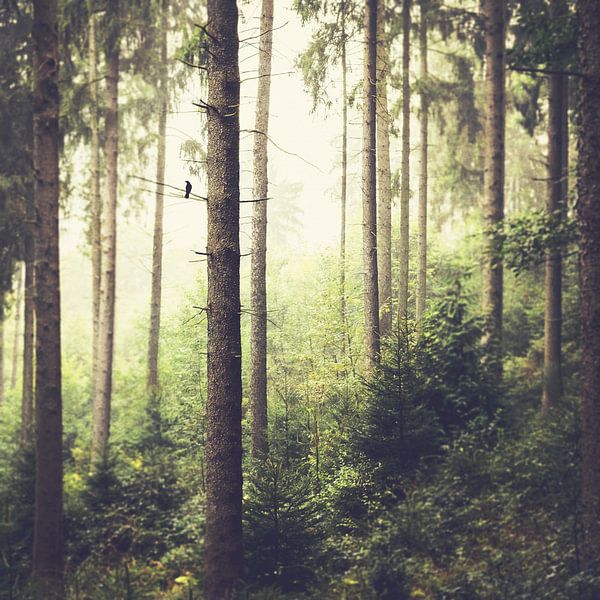 Morgenlied von Dirk Wüstenhagen