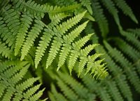 Fougère dans la forêt