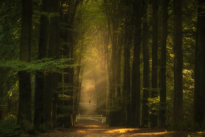 Golden Forest Avenue by Moetwil en van Dijk - Fotografie