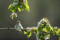 Zilpzalp inmitten der Blüten