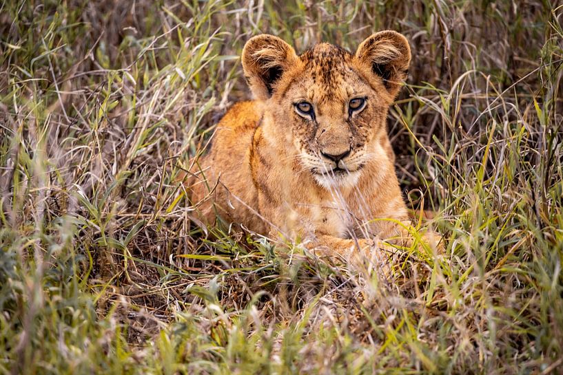Vrije leeuwenwelp liggend in een weide in Kenia Afrika van Fotos by Jan Wehnert