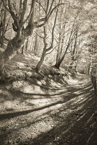 Märchenhaft von Arja Schrijver Fotografie