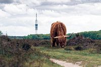 Highlander écossais