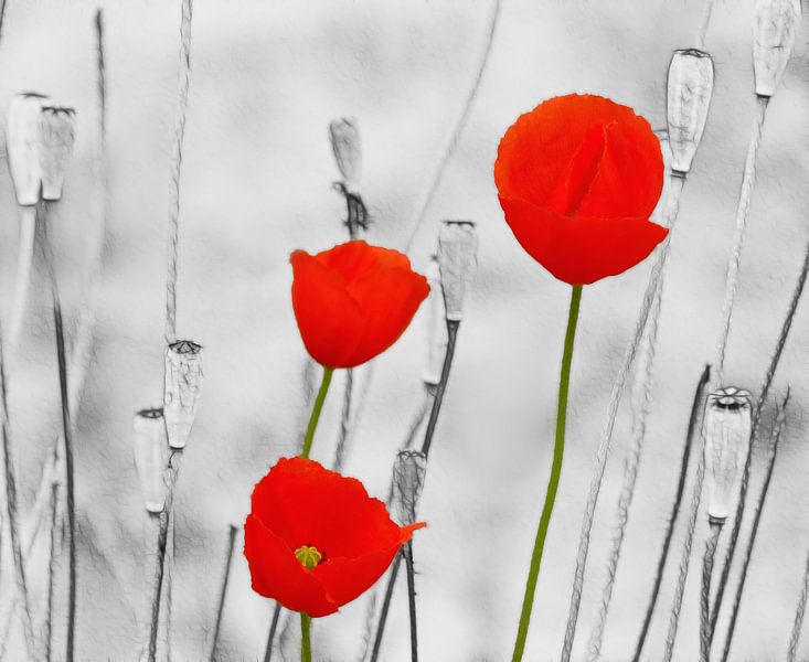 Poppy-Art von Caroline Lichthart