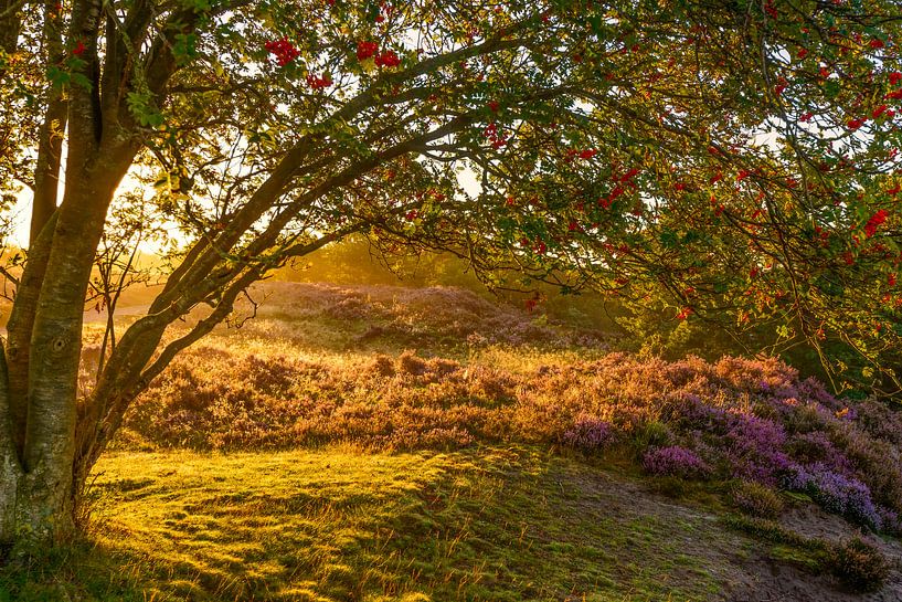 Sunrise over the blooming heather by Sjoerd van der Wal Photography
