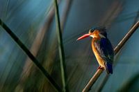 Small crested kingfisher