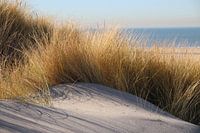 Helmgras in de zon in de duinen bij het strand van Monster met zee op achtergrond