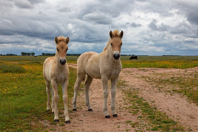 Fjordenpaard veulens von Bram van Broekhoven