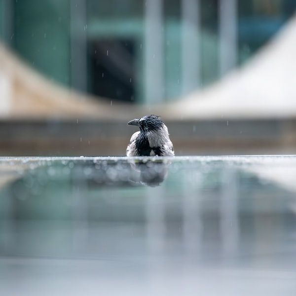 Rabenreflexion – Mystik hinter der Treppe von Karsten Rahn