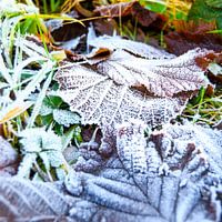 Frozen leaves on the ground