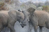 Vechtende olifanten Pilanesberg National Parc Zuid Afrika