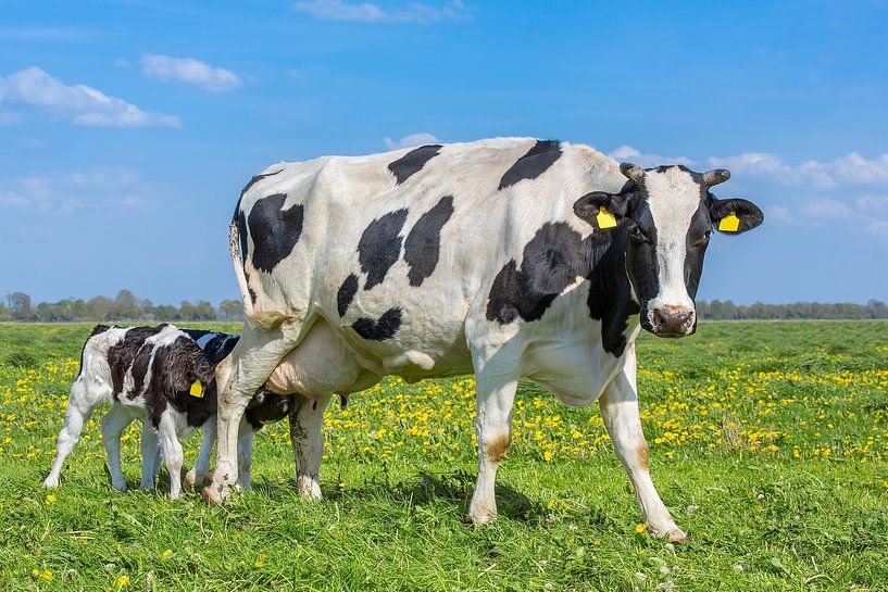 Newborn calves drinking milk from mother cow in dutch meadow by Ben Schonewille