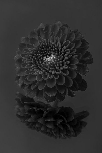 Black - White: A Chrysanthemum in shades of black grey white by Marjolijn van den Berg